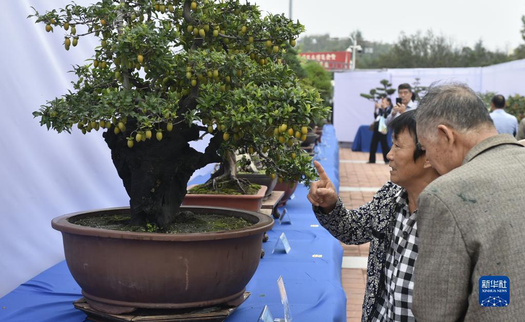 蓬莱岛娱乐